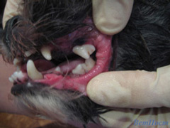 Фото после чистки зубов у собаки ультразвуком