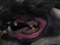 Фото до чистки зубов у собаки ультразвуком