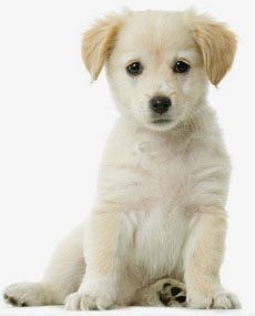 Лечение собак от блох и клещей