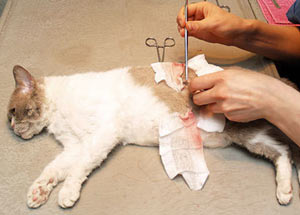 Проведение операции по стерилизации кошки