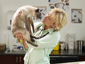 Ветеринар осматривает кошку после падения с высоты