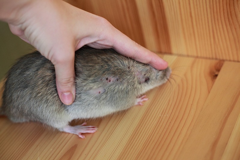 Как вылечить аллергию у крысы