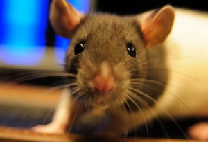 Почему у крысы слезится глаз thumbnail