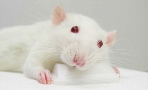 Как лечить отит у крыс