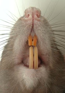 У крысы болят зубы