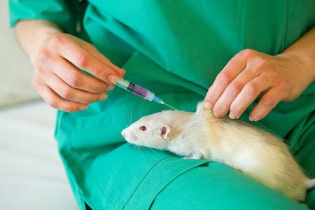 Прививки крысам