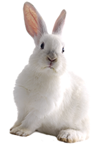 кролик белый
