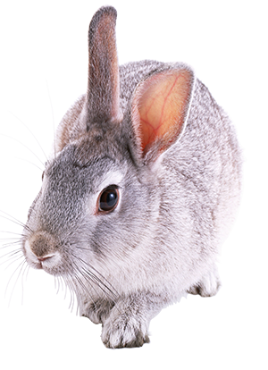 кролик серый