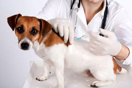 вакцинирование собачки